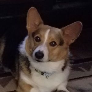 Meet your Posher, Denny